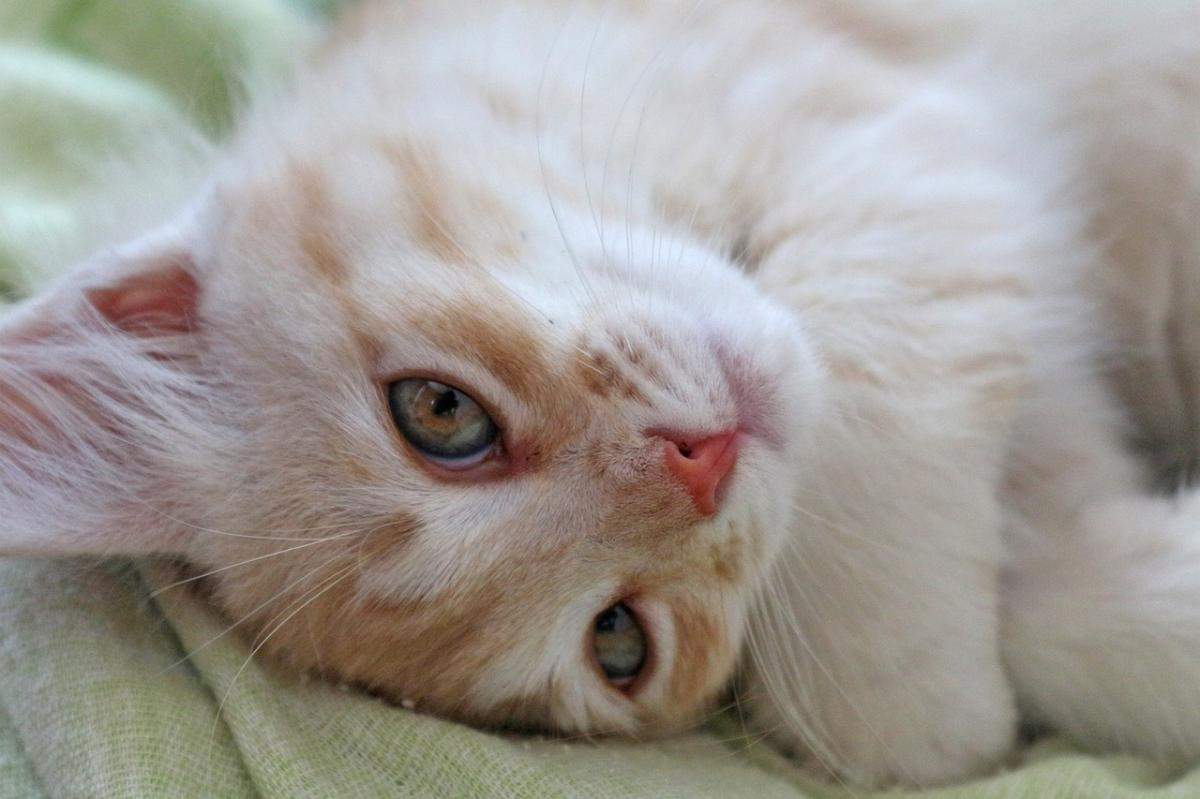 猫咪心理健康