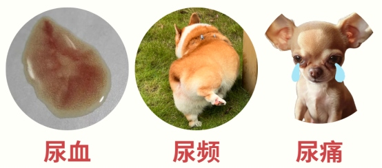 狗狗尿路感染的症状