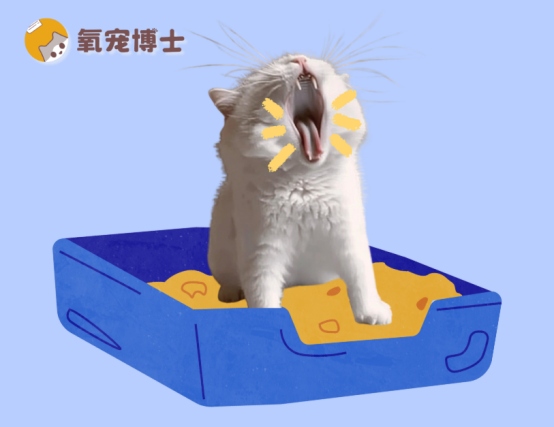 猫咪尿不出来怎么办？家庭应急处理方法与就医指南
