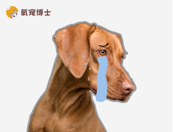 狗狗尿路感染吃什么药？