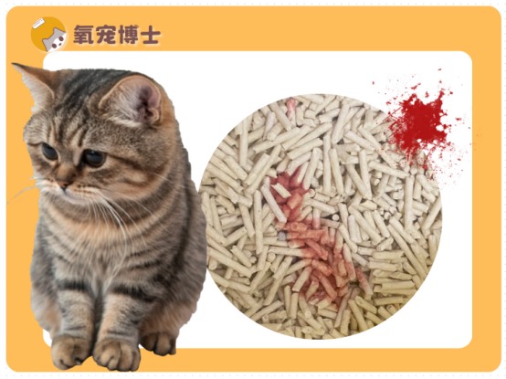 猫尿血吃什么药见效?