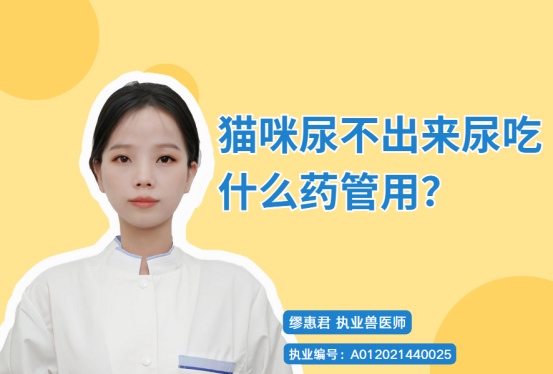 猫咪尿不出来怎么办？尿闭原因分析与急救处理指南