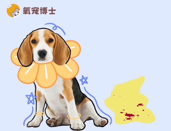 狗狗小便带血的原因分析及科学救治方法