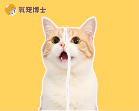 猫咪尿血主要原因及紧急处理方法详解