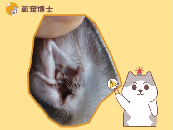 猫咪耳螨治疗方法详解 清洁驱虫预防三步走