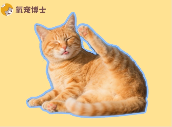 猫咪耳朵痒老是挠怎么办？常见病因及科学用药指南