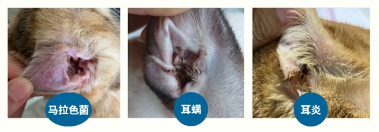 猫咪耳朵痒老是挠怎么办?