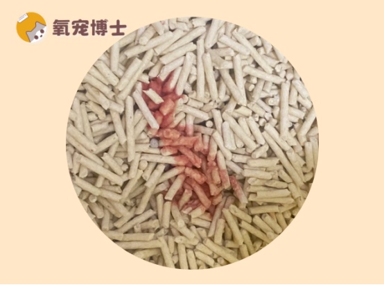 猫咪尿血的常见原因及家庭急救护理方法