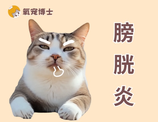 猫咪膀胱炎吃什么药最有效？无菌性与感染性用药方案全解