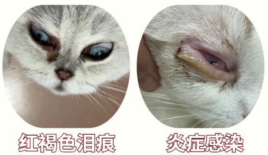 猫咪的眼睛有很多分泌物