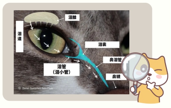 猫咪鼻泪管堵塞