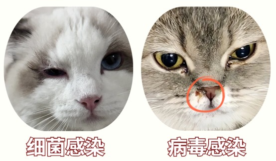 猫咪眼睛流脓一样的眼屎睁不开怎么办