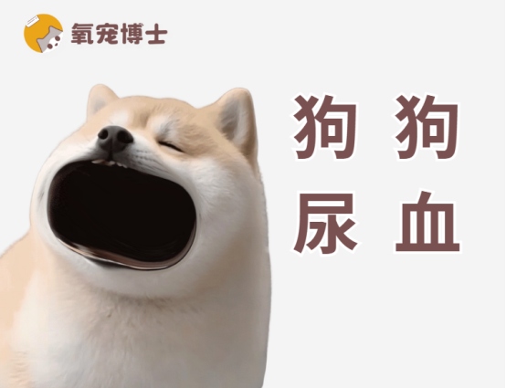 狗狗尿血的8大原因及紧急处理方法，主人必看的急救指南