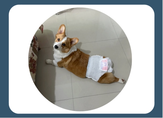 狗狗尿血的原因