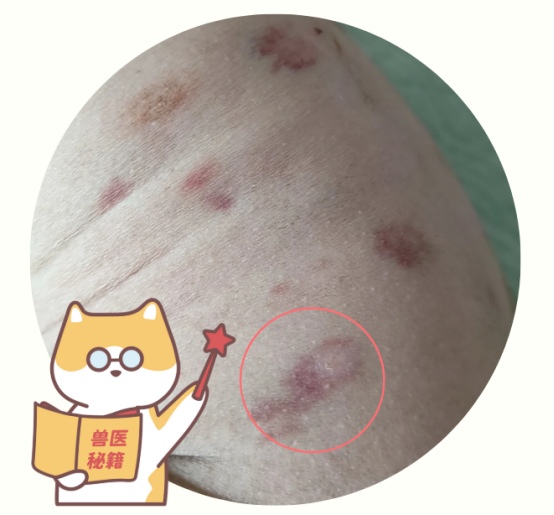 狗狗尿血的原因
