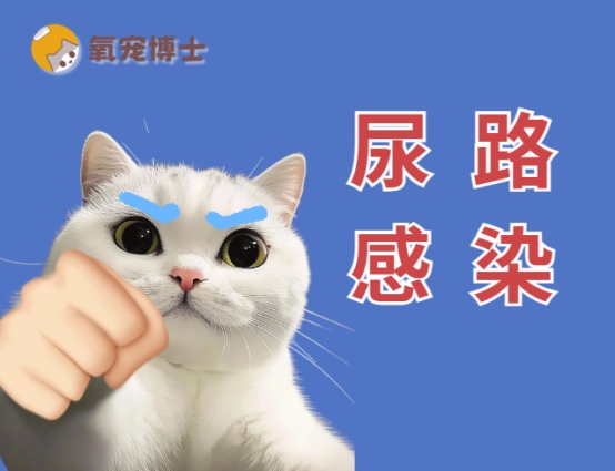 猫尿路感染吃什么药最有效？专业用药指南解析