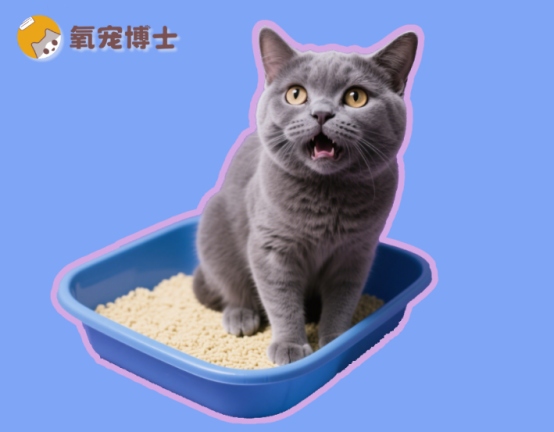 猫咪尿闭紧急处理方法，家庭护理与专业治疗全攻略