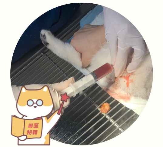 小猫尿不出来尿吃什么药