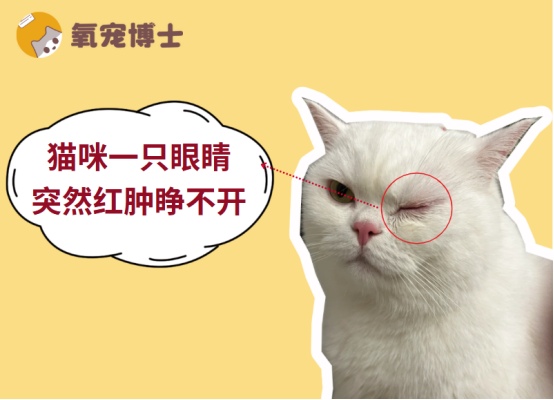 猫咪一只眼睛红肿睁不开怎么办？单眼结膜炎原因及护理方法