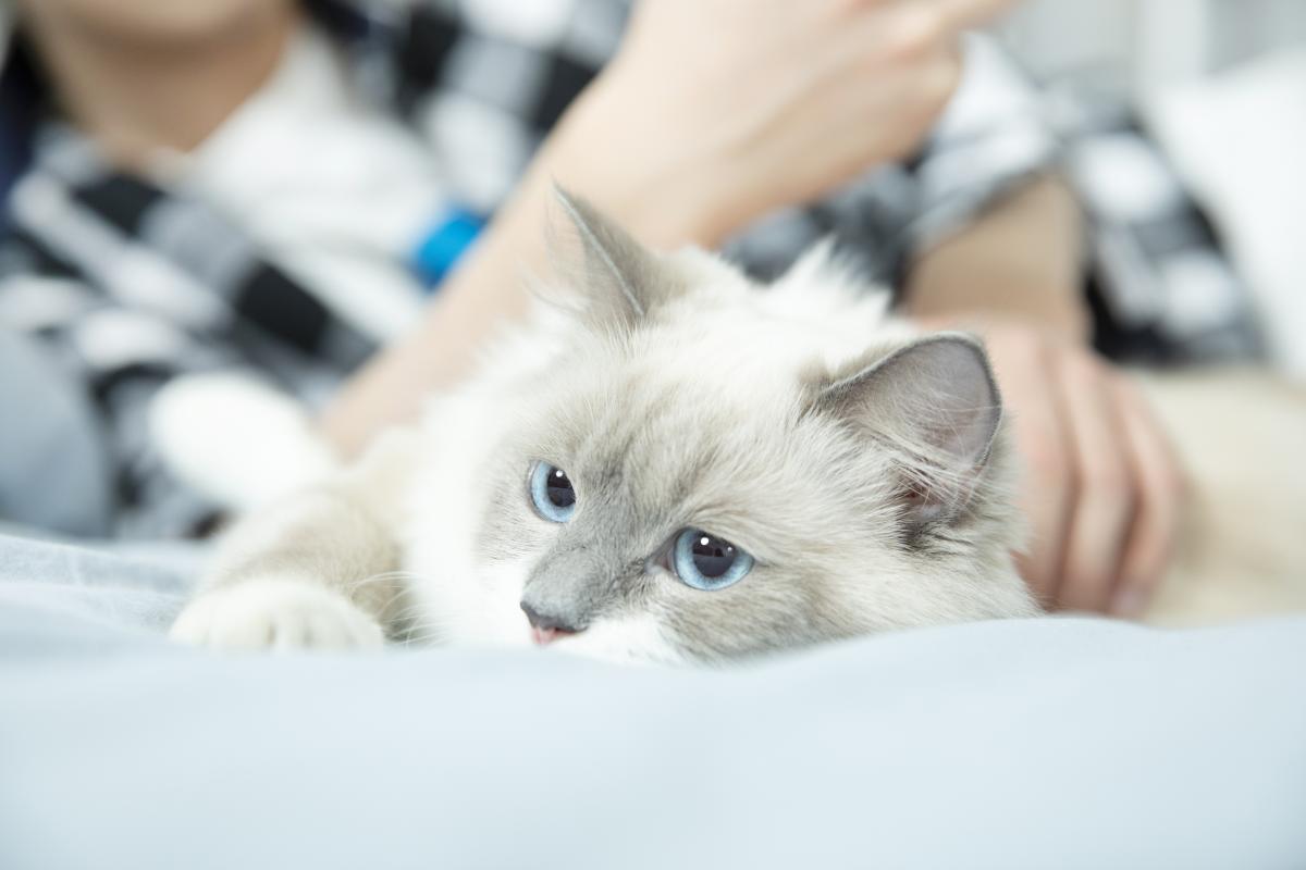 猫咪连续24小时不吃东西很危险，脂肪肝风险要警惕