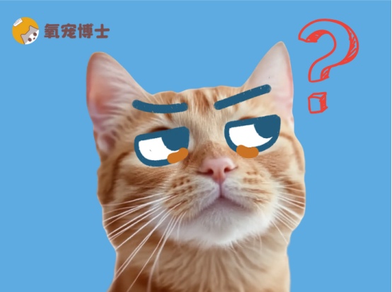猫咪眼睛里老是有眼屎