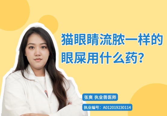 猫咪眼睛流脓眼屎怎么处理？用药治疗全攻略