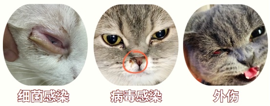 猫咪眼睛发炎的症状