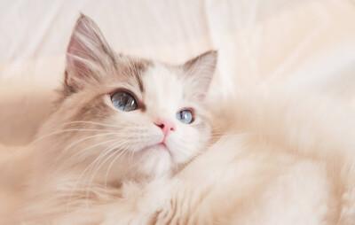 布偶猫不吃东西没精神怎么办？紧急处理方法全攻略