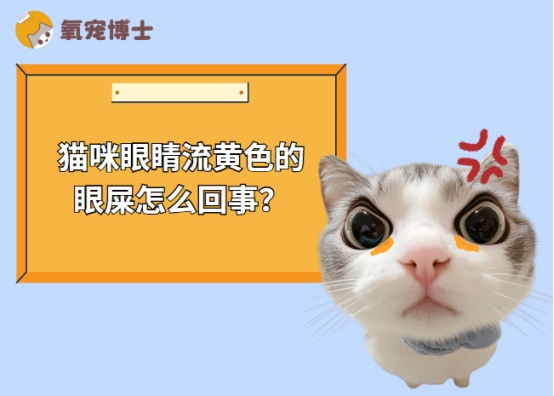 猫咪眼睛流黄色眼屎怎么回事？发炎原因及处理方法详解