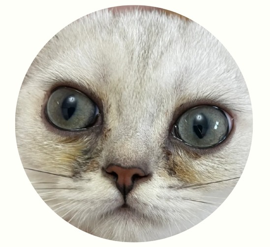 猫咪眼睛流黄色的眼屎