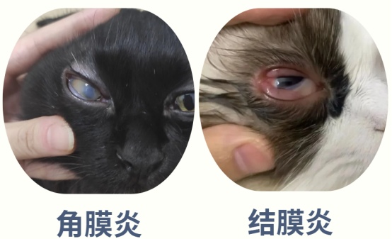 猫咪一只眼睛经常流泪