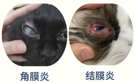 猫咪眼屎增多