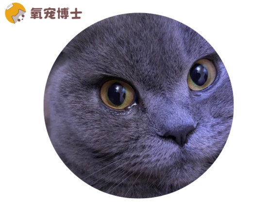 猫咪一只眼睛流泪原因分析及正确处理方法