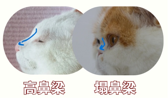 猫咪一只眼睛流眼泪