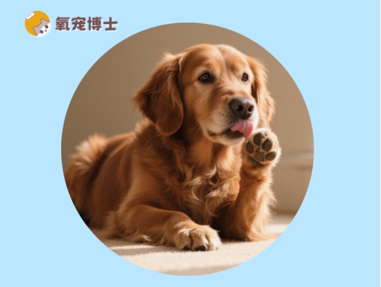 小狗频繁舔爪子怎么办？常见病因与用药处理方案