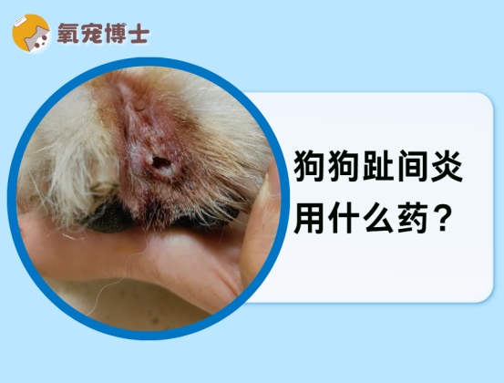 狗狗趾间炎用药指南：细菌真菌感染治疗方案全解