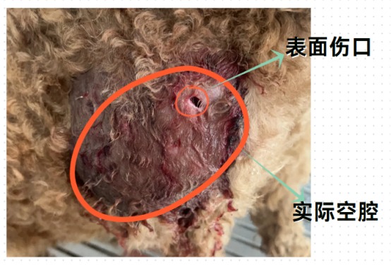 猫的伤口感染化脓怎么办?