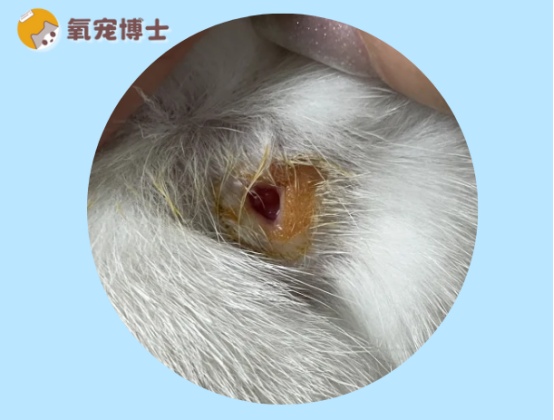猫咪伤口化脓成洞怎么办？专业处理方法全攻略