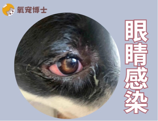 狗狗眼睛分泌物变多像脓一样