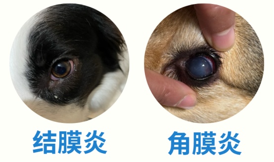 狗狗眼睛分泌物变多
