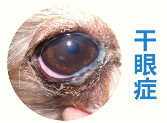 狗狗眼屎多
