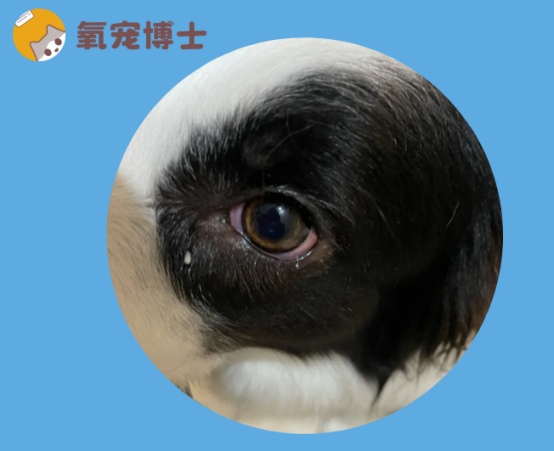 狗狗单眼发红流眼泪是怎么回事?