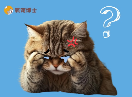 猫咪一只眼睛流泪原因及处理方法详解