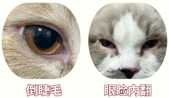 猫咪一直流眼泪