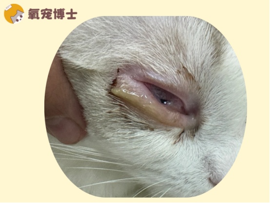 猫咪眼睛流脓睁不开怎么办？细菌病毒性感染区分及治疗方法
