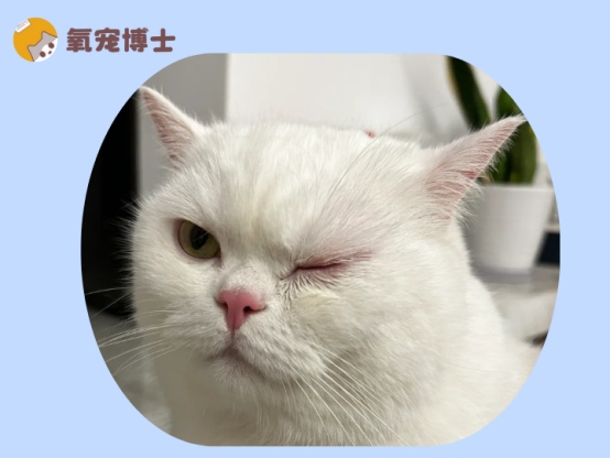 猫咪单眼红肿流泪原因及结膜炎治疗方法