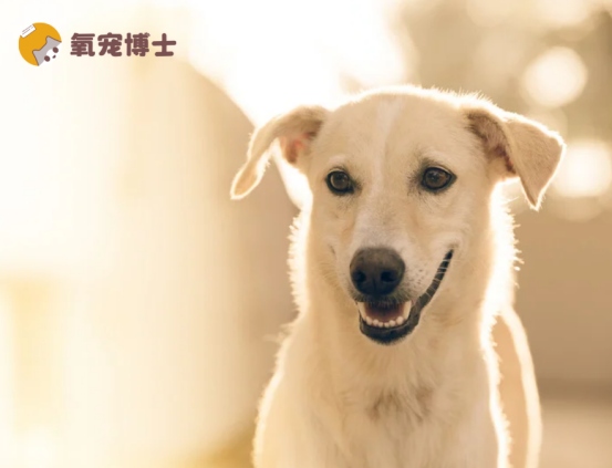 狗狗大便干硬一粒一粒怎么回事，便秘原因及解决方法