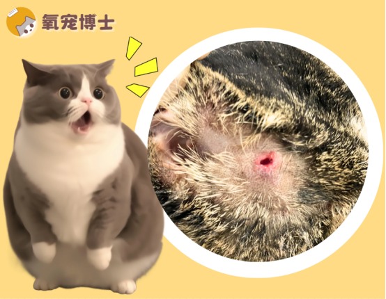 猫咪被咬伤如何正确处理伤口及消炎用药指南