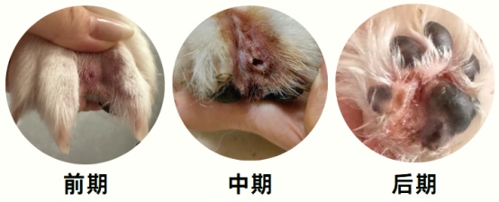 狗狗趾间炎怎么治疗?
