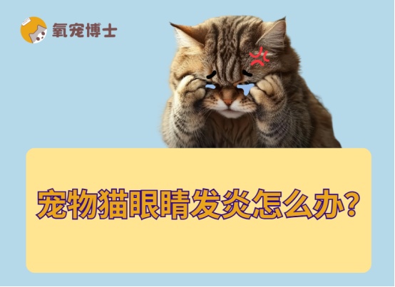 宠物猫眼睛发炎怎么办?